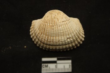 Anadara diluvii (Lamarck, 1805) - Pliocene